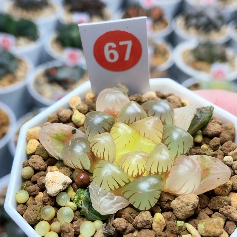 【闪购商品】67初桔