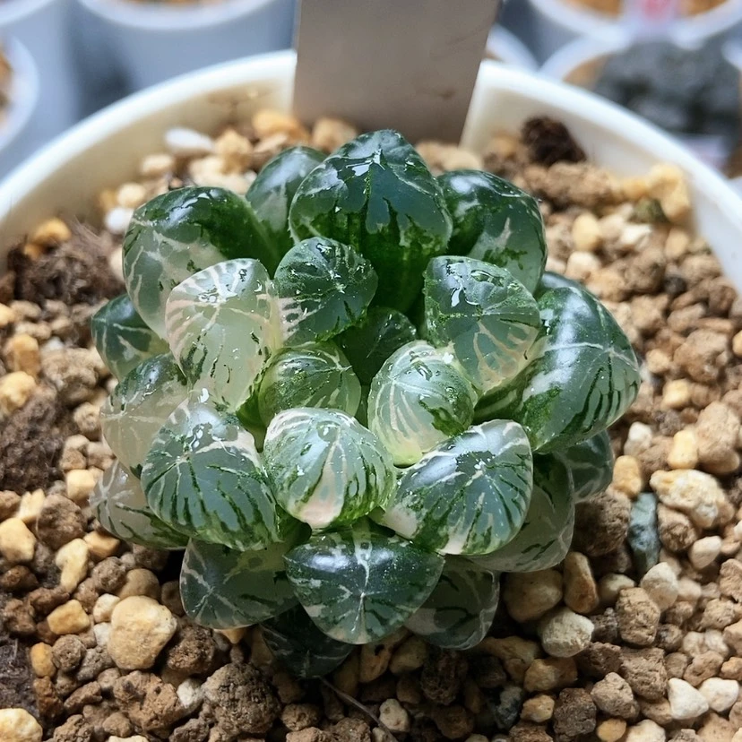 【闪购商品】塑料皮锦86