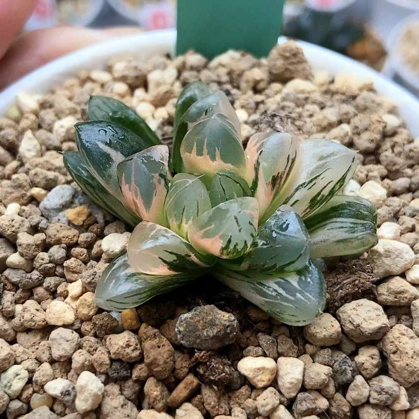 【闪购商品】小*-北极光9