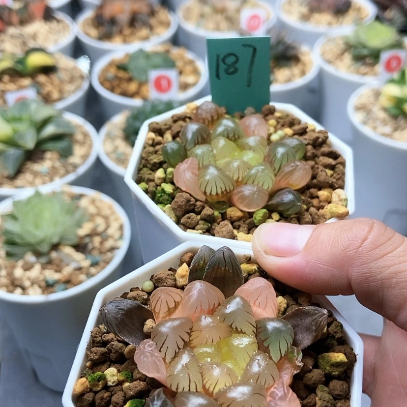【闪购商品】布*恩187初桔