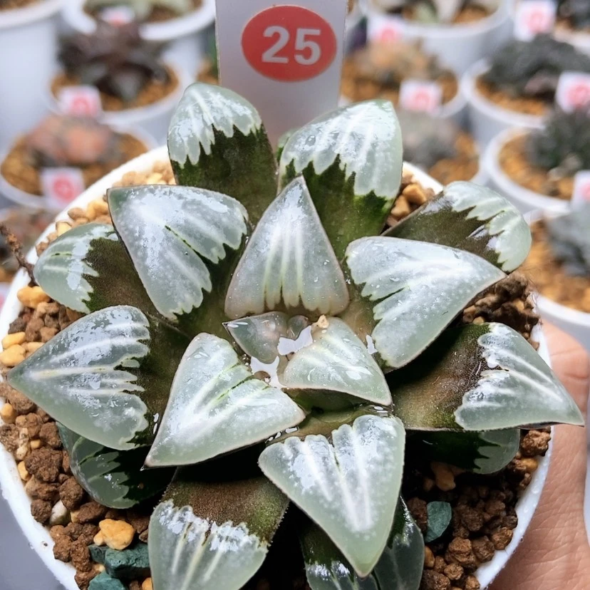 【闪购商品】25雾之喷泉