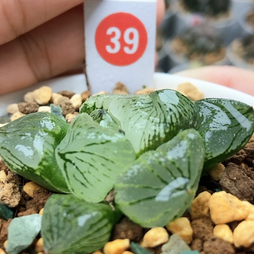 【闪购商品】39虞美人