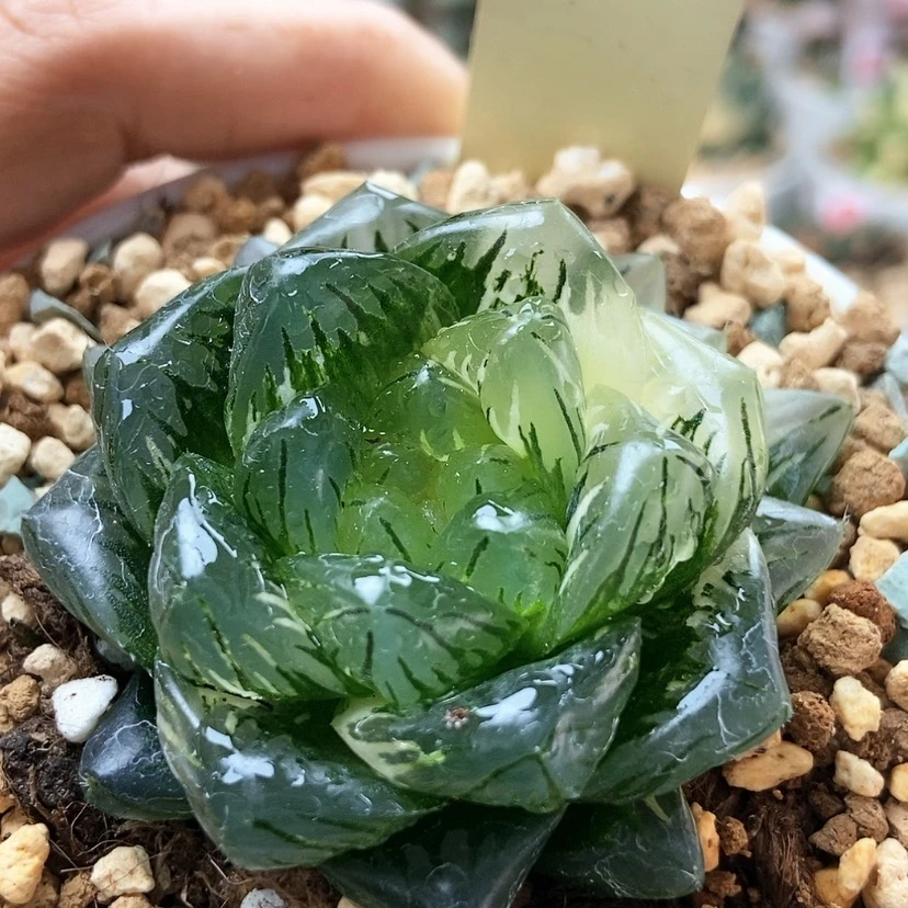 【闪购商品】用****2龙磷23