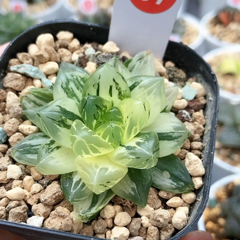 【闪购商品】花火37