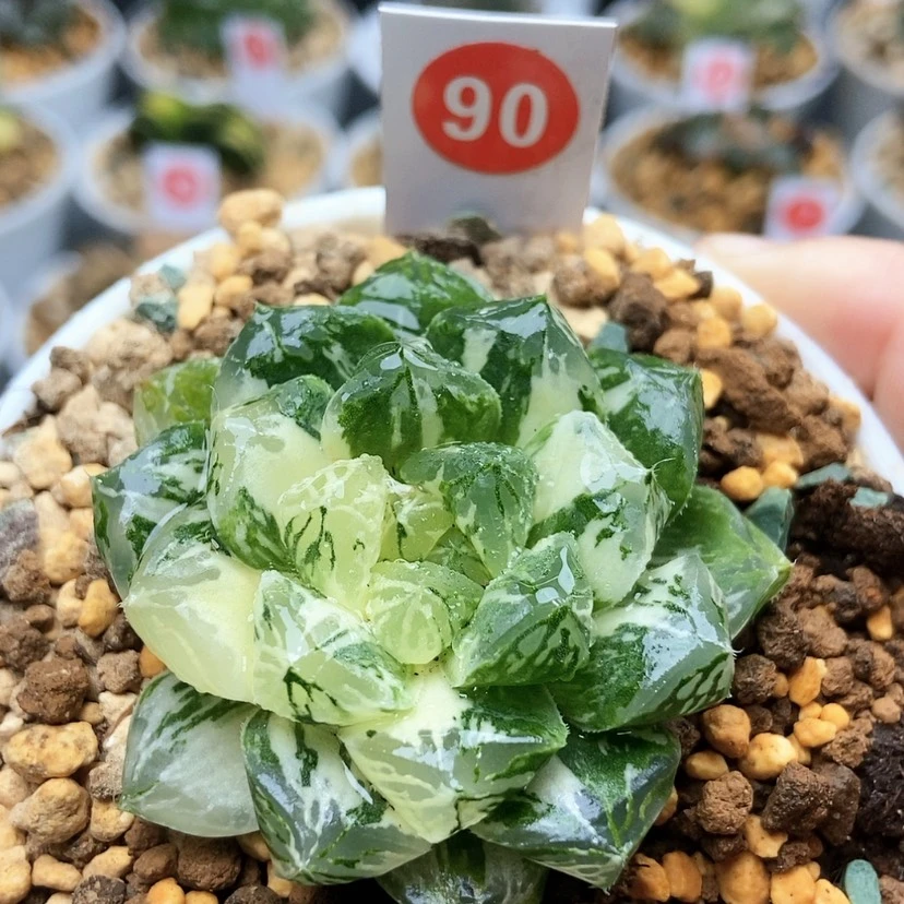 【闪购商品】90玛琳锦