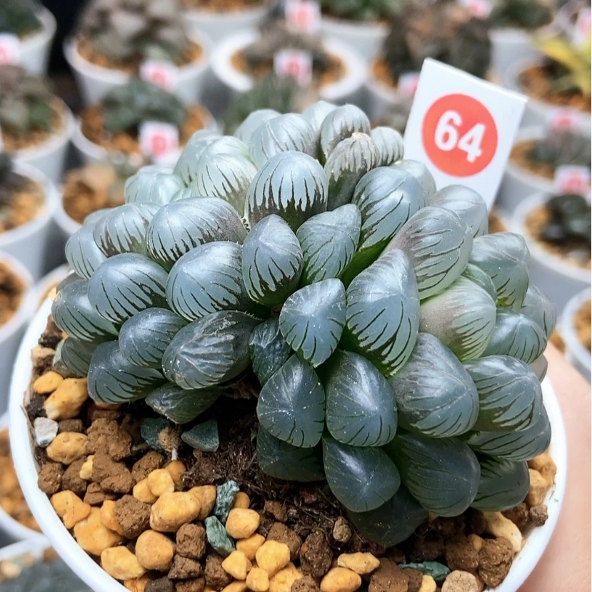 【闪购商品】64双头ob