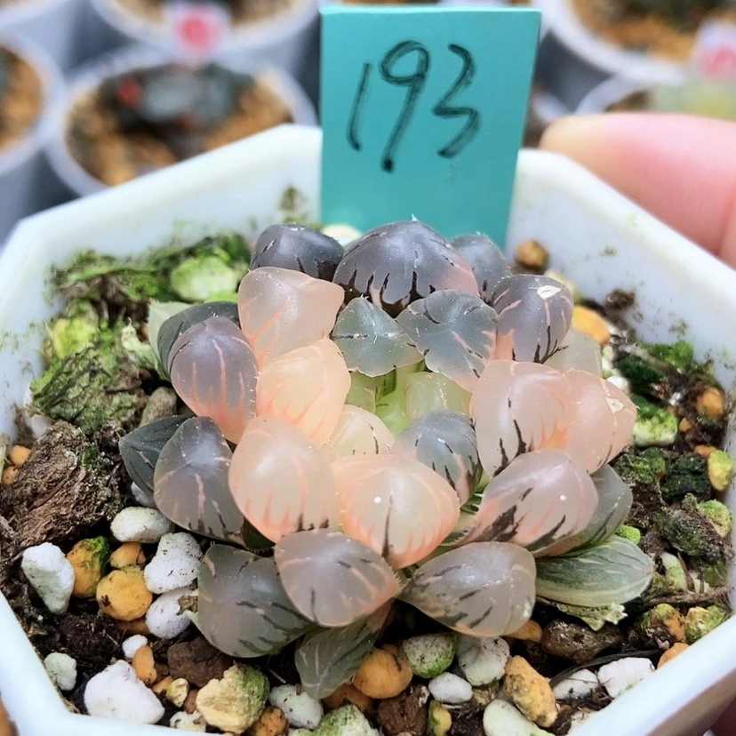 【闪购商品】透*子193冰灯锦