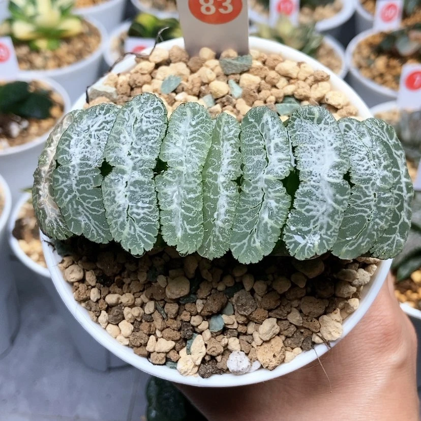 【闪购商品】83虞姬玉扇