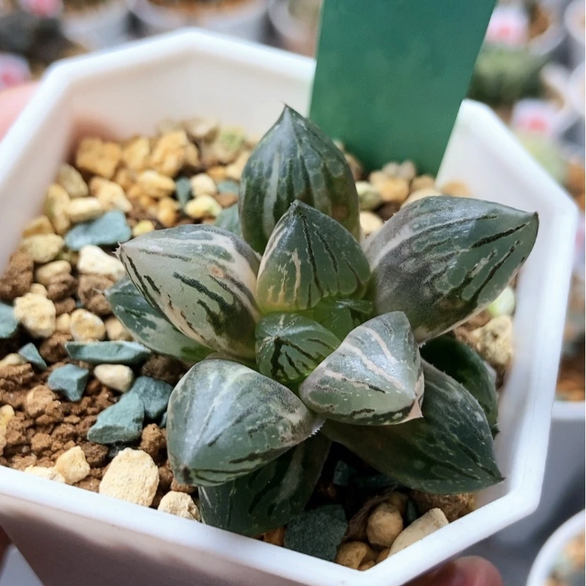 【闪购商品】玉潭少锦163