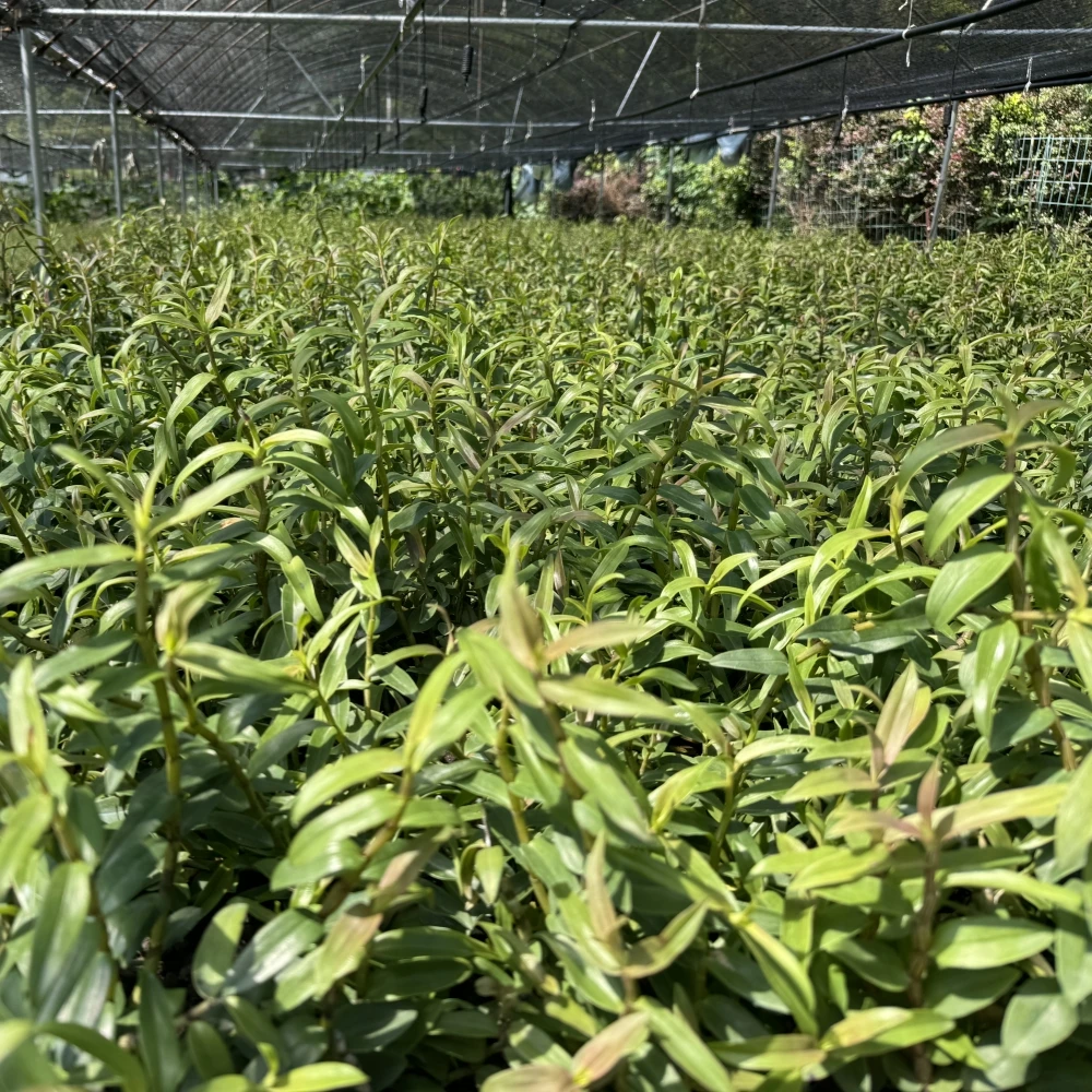 雁荡山铁皮石斛种植基地石斛可食用室内外可养5月开黄色花