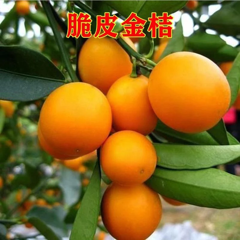 直播专用脆皮金桔苗果树金柑庭院地栽橘子阳台盆栽嫁接桔子苗