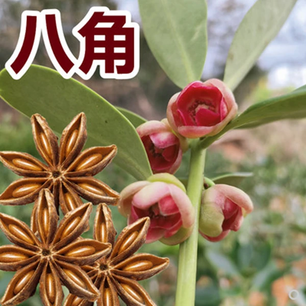 UU食用八角苗 香八角大料树苗重庆八角树调料树苗