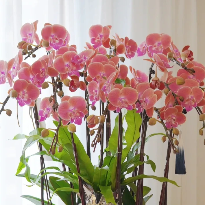 菏泽金硕蝴蝶兰【唯美】网红品种3.0寸加高杯开花株室内