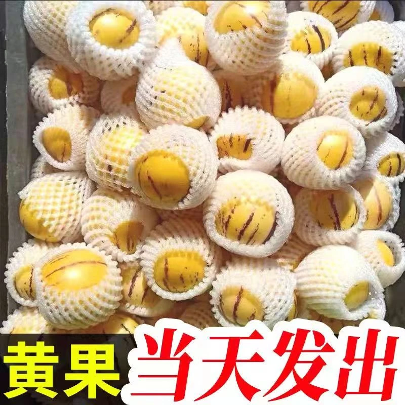 云南石林树熟火山岩人参果圆果产地直发3-5-9斤净重普箱装礼盒装