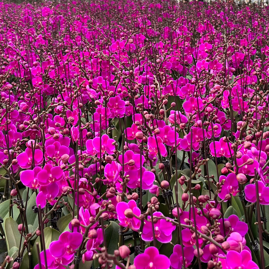 蝴蝶兰【满天红】3.5寸盆栽 带花带花苞基地直发