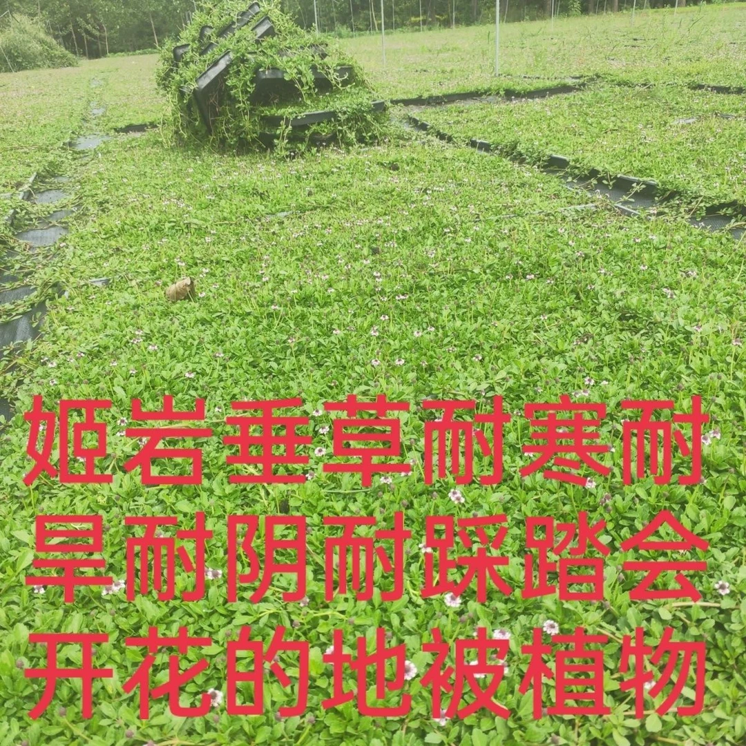 姬岩垂草匍匐地被植物耐旱花期长耐踩踏耐寒庭院绿植绿化苗石楠花