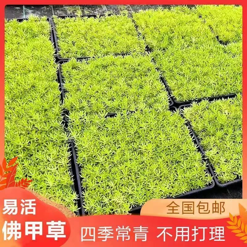 中华佛甲草绿植盆栽室内庭院绿化耐寒造景四季植物红掌盆栽室内