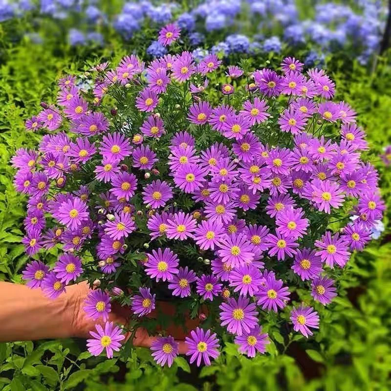 雏菊枝干盆栽绿植垂吊花苗耐热好养花期室内长易爆盆净化空气防