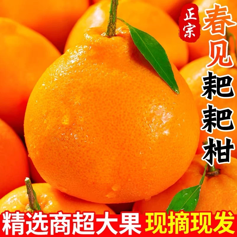 【精品】四川正宗春见耙耙柑1-8斤装新鲜水果成熟香甜皮薄发货采摘
