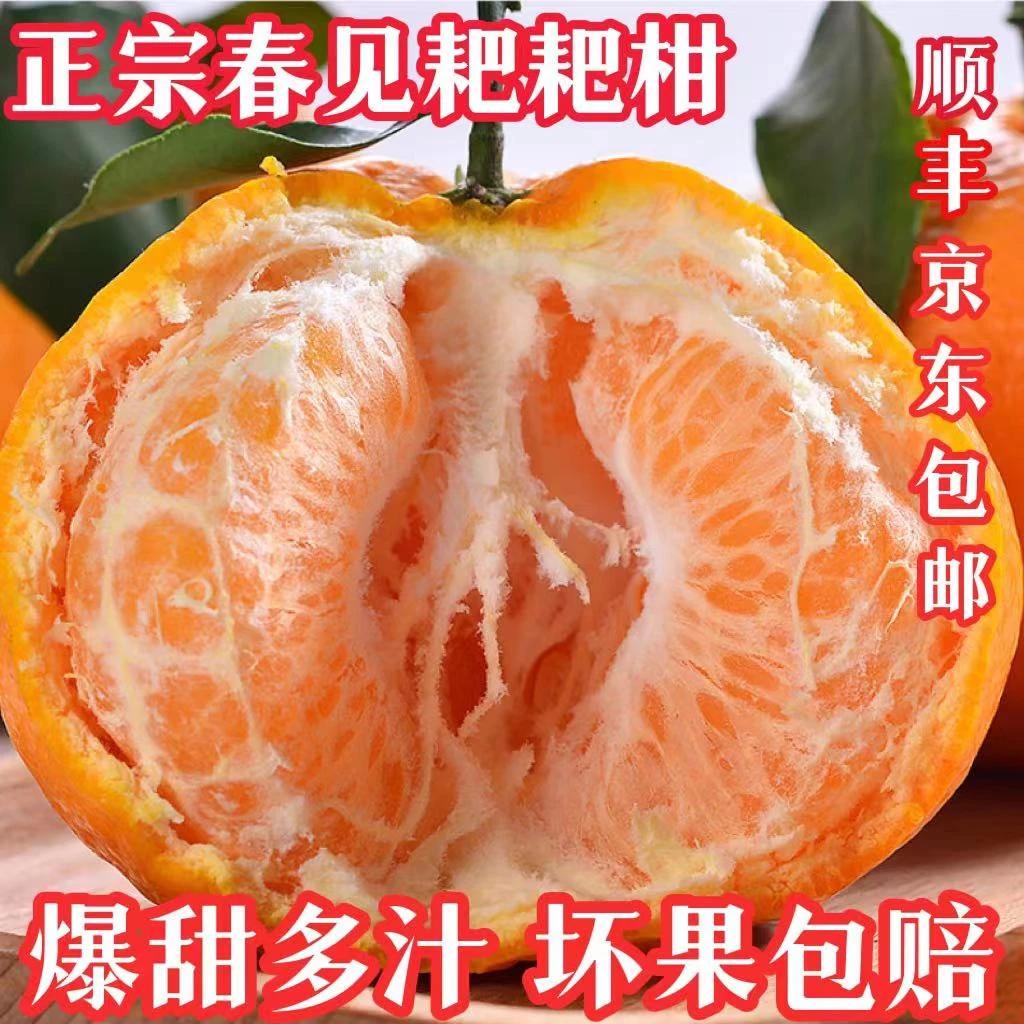 【包邮】四川现摘现发货优选春见耙耙柑3斤优质四川耙耙柑新鲜采摘