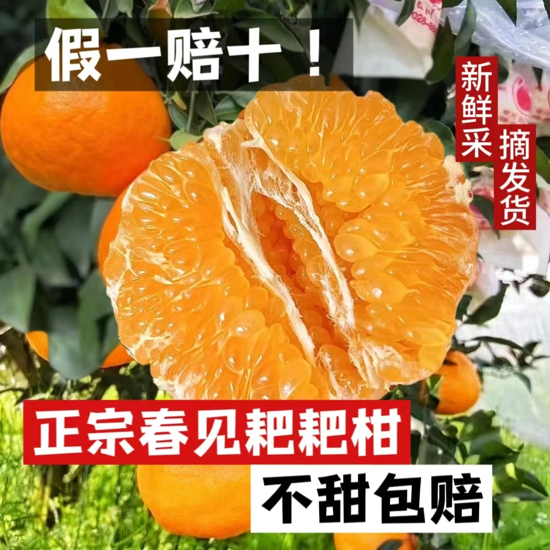 四川正宗春见耙耙柑新鲜大果柑橘水果果粒1斤8斤低价酸甜发货品质