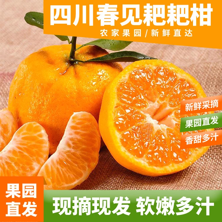 【现摘现发】四川正宗蒲江春见耙耙柑爆甜多汁颗粒分明9甜1酸采摘