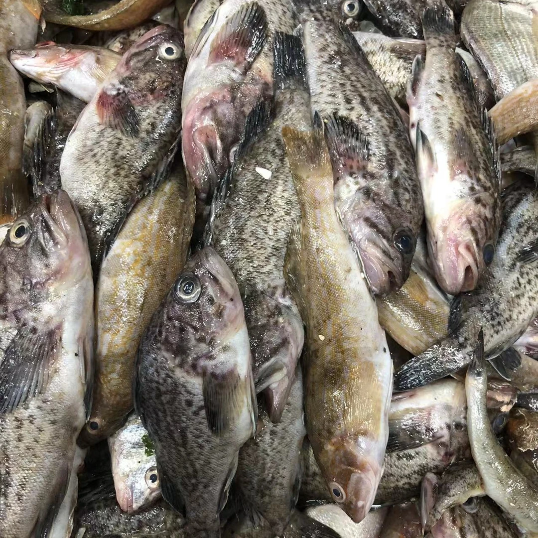 大连渤海湾黑鱼黄鱼双拼