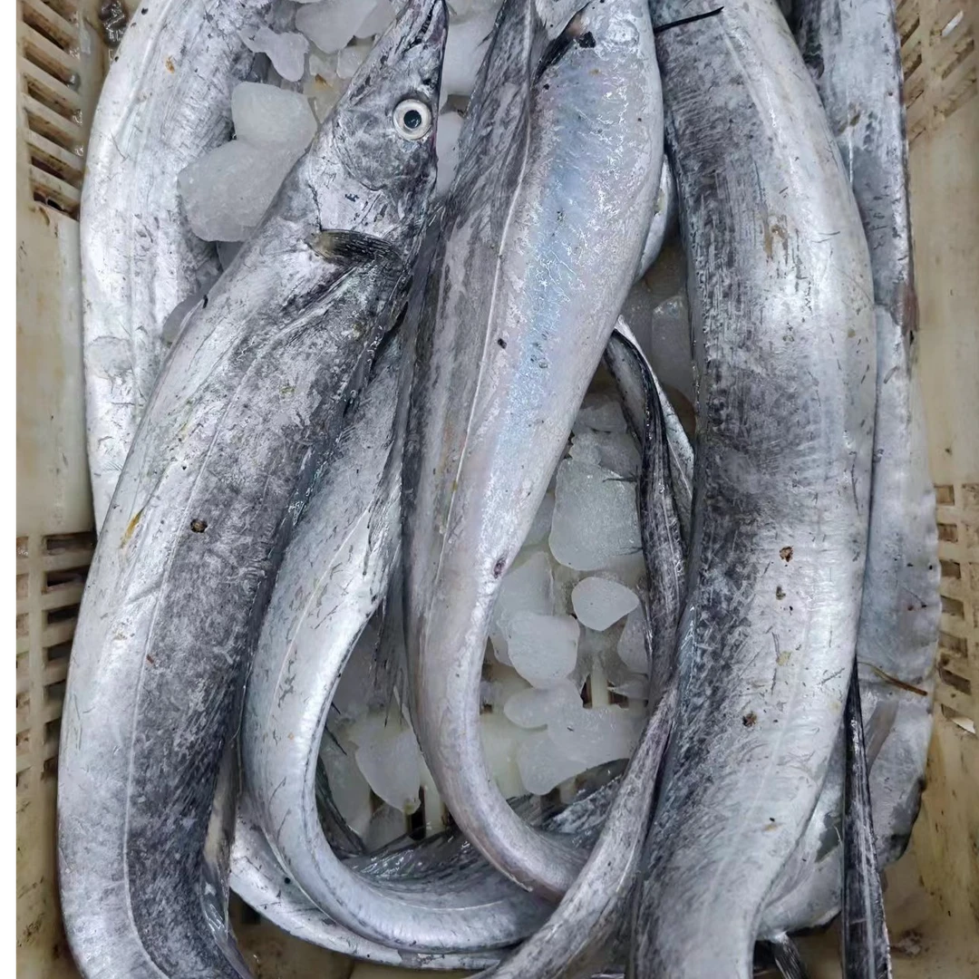 大连渤海湾 带鱼