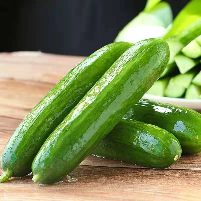 山东水果黄瓜鲜嫩清脆爽口新鲜美味黄瓜农家自种5斤包邮坏果包赔