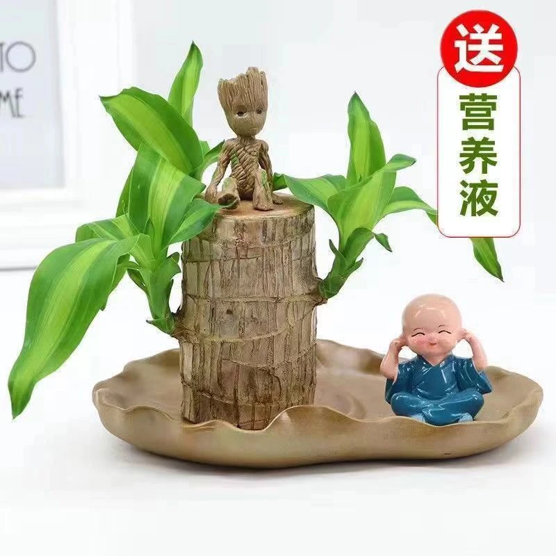 【基地现锯】大号巴西木水培幸运巴西木格鲁特树人办公室超盆栽绿植