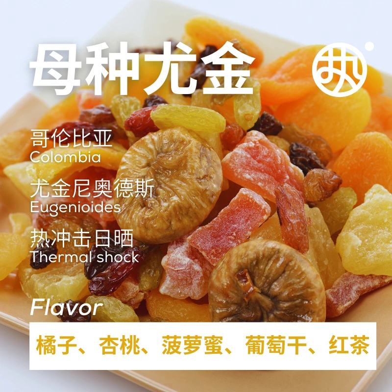 黑标【母种尤金】Eugenioides尤金尼奥德斯哥伦比亚精品手冲咖啡豆