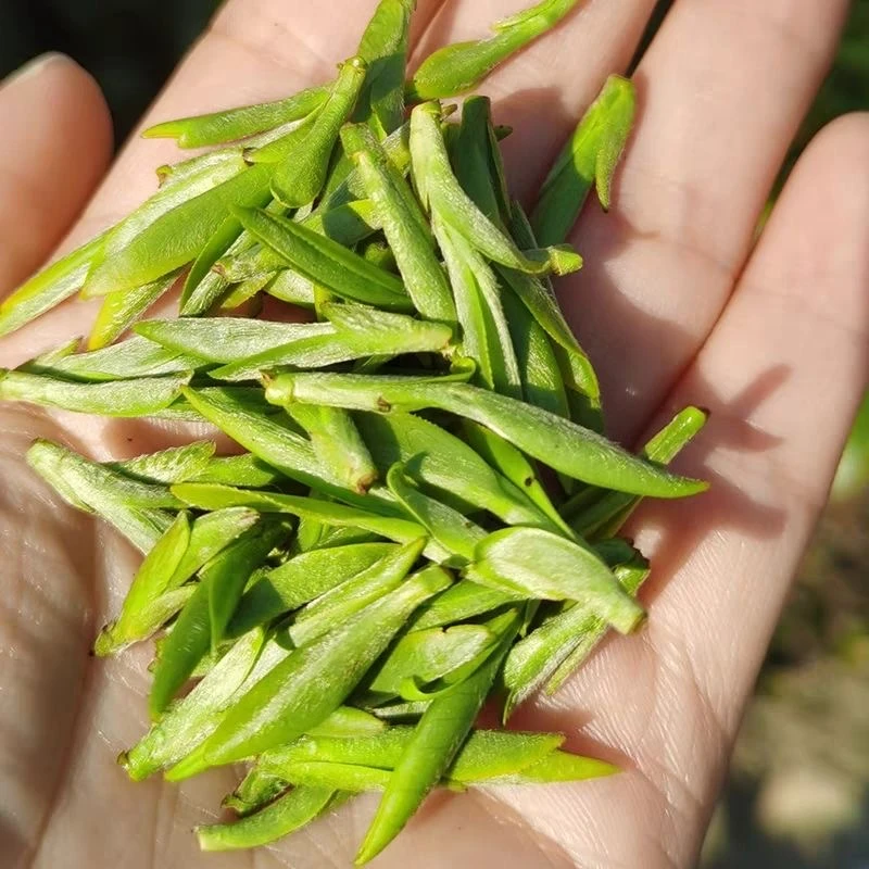 2025年新茶 头采明前龙形豆香绿茶茶叶 鲜甜高品质高山绿茶