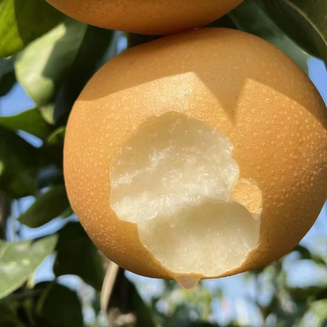 【安心妹妹】秋月梨两年带分支嫁接苗 包邮辽宁大连发货果树苗耐寒