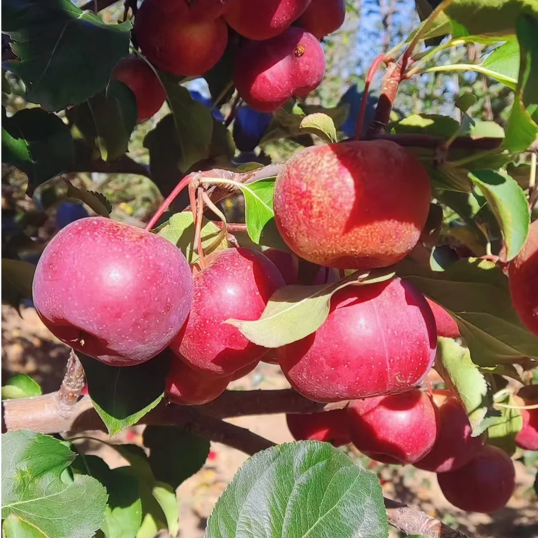 【4周年福利活动】龙丰果苹果丑苹果嫁接苗  包邮大连瓦房店发货树
