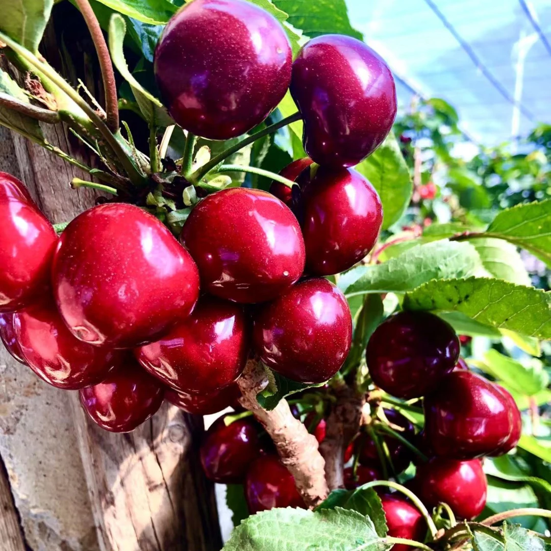 【直播间专属福利】二年苗3组合美早 沙王 硬佳红 1.5公分带分支