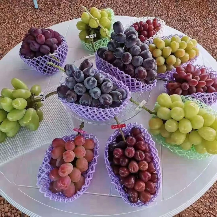 【葡萄苗福利】葡萄裸根苗寒香蜜妮娜皇后阳光玫瑰蓝宝巨峰雨水红