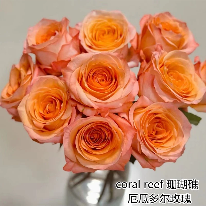 爱园花卉 珊瑚礁coral reef厄瓜多尔进口月季浓香玫瑰花香浓郁