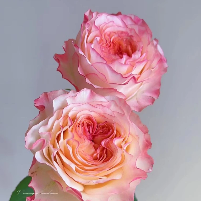 爱园花卉 新品诗歌荷兰切花玫瑰大花浓香直立阳台庭院盆栽