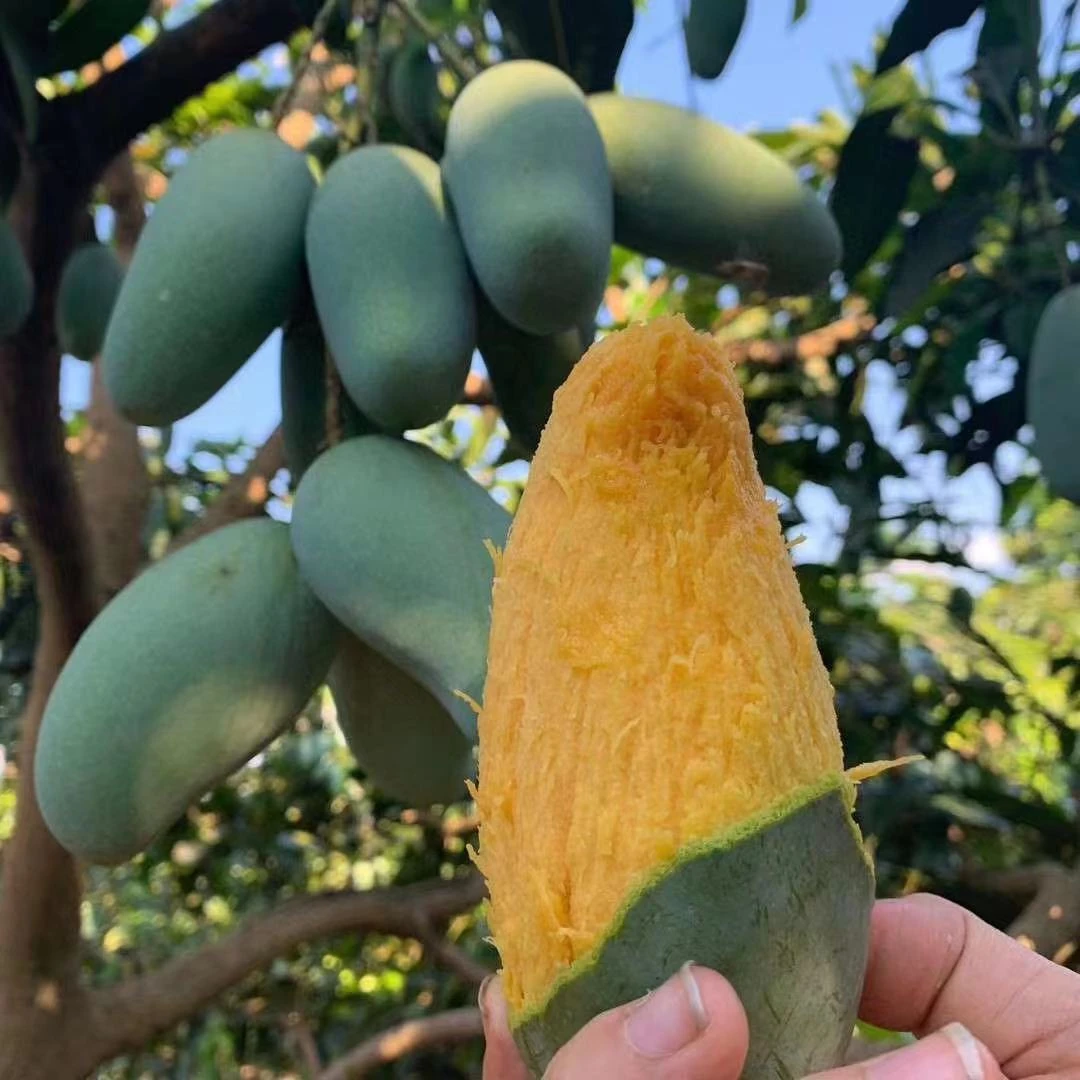 【宠粉福利】广西百色芒果 3斤装