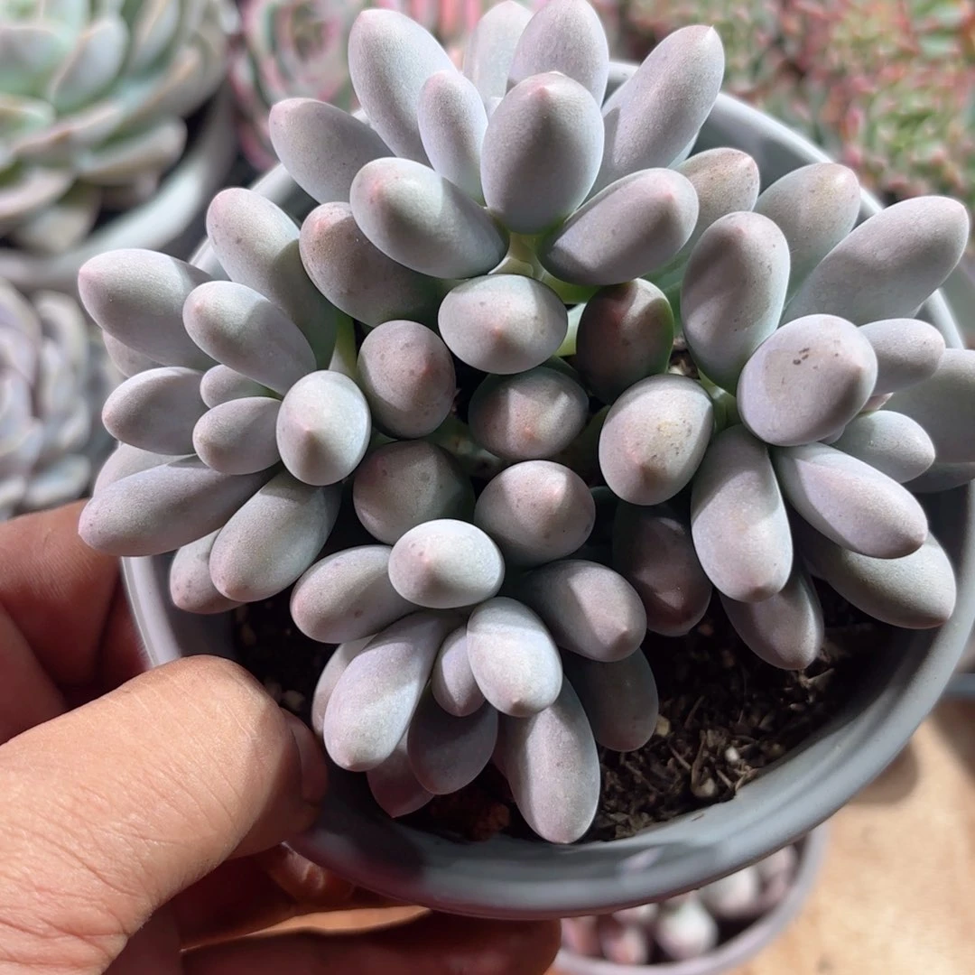 01多肉植物精品多肉汤圆