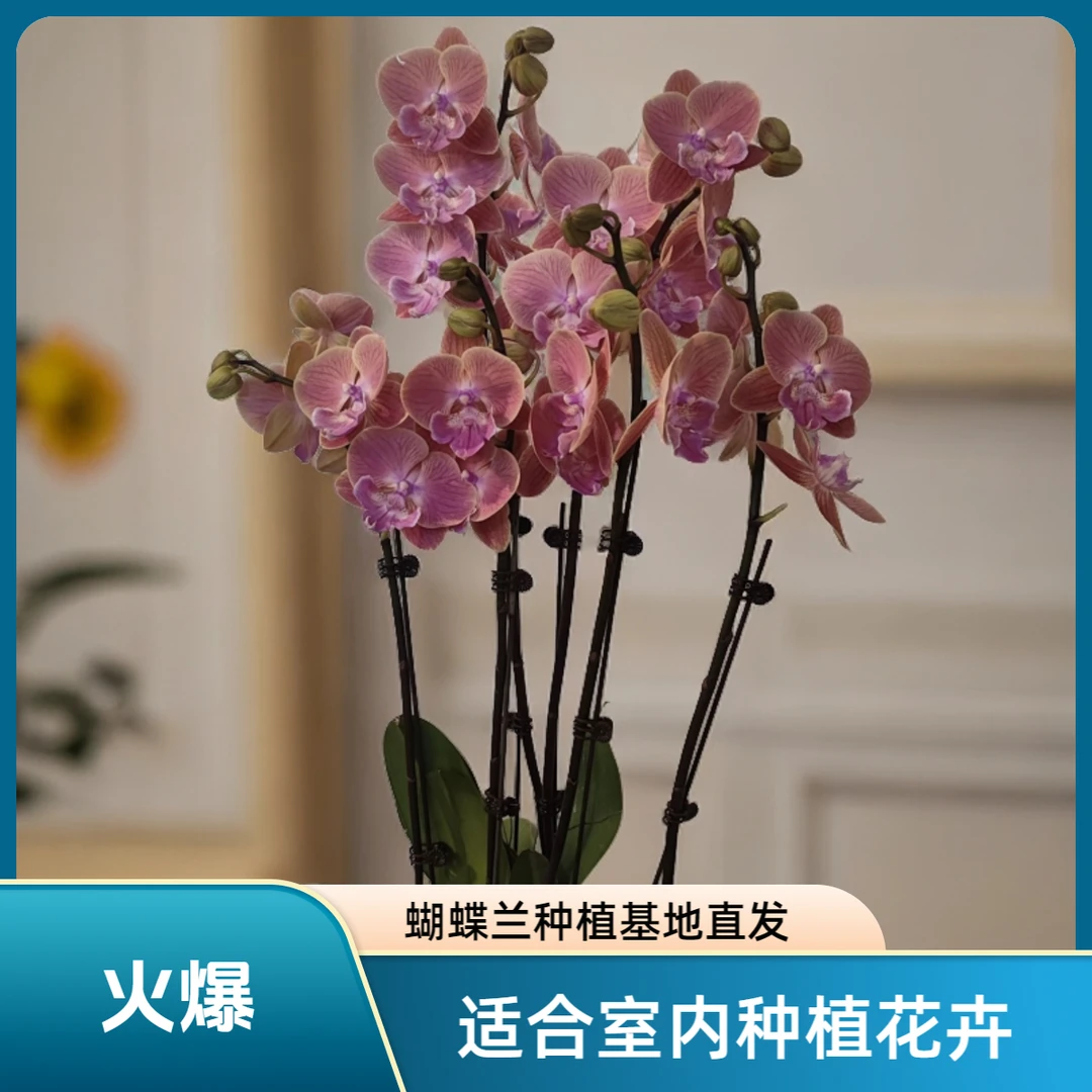【唯美】蝴蝶兰 好养耐养花期长 苗情优质 基地直发