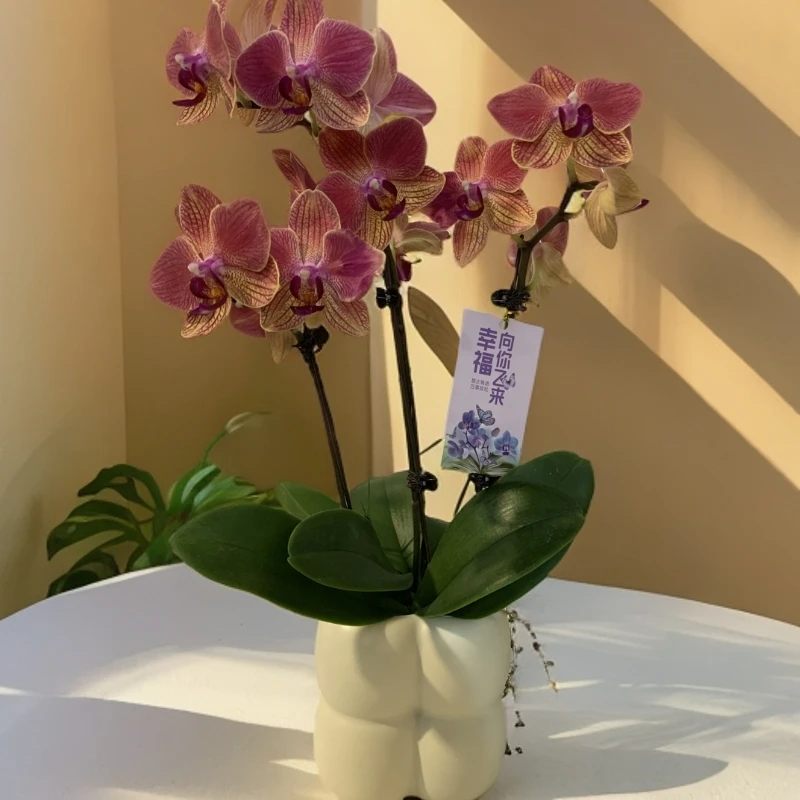 【妈妈加油】蝴蝶兰 好养耐养花期长 苗情优质 基地直发