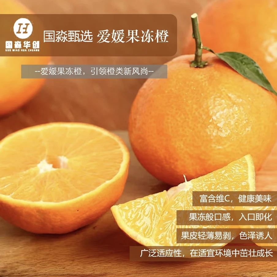 爱媛果冻橙 两到三年土球苗