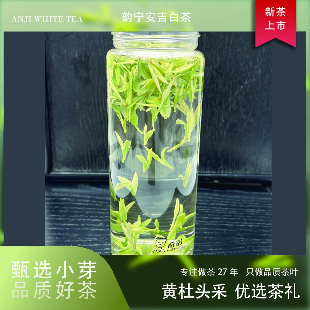 安吉白茶白月光黄杜头采溪龙黄杜头采高白化鲜甜原产地