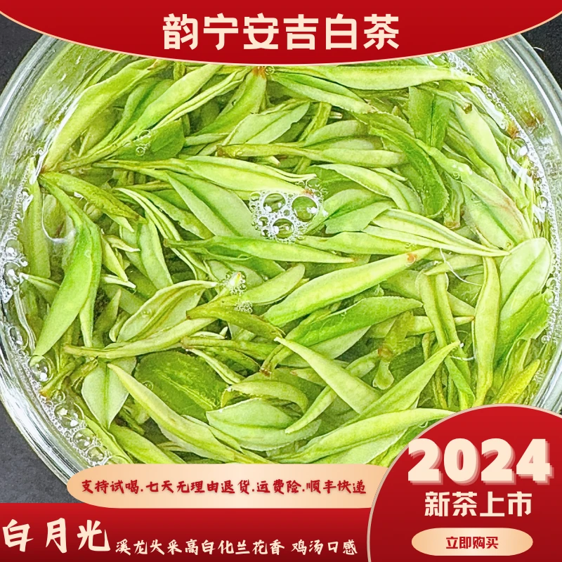 24年新茶【白月光黄杜头采 】安吉白茶溪龙黄杜头采高白化鲜甜