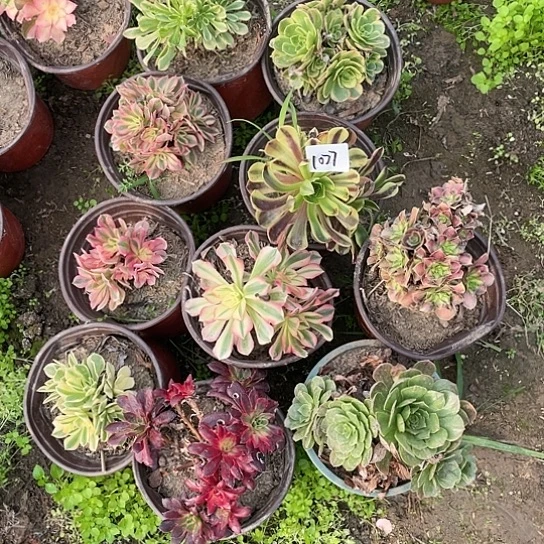 1077法师植物组合