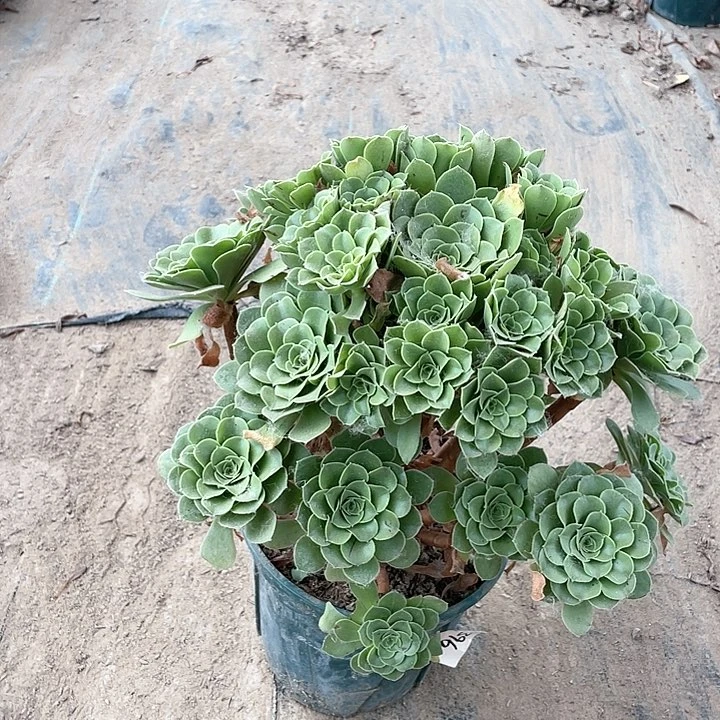 419法师植物绿杨蓉