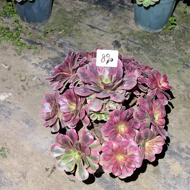 890法师植物美杜莎