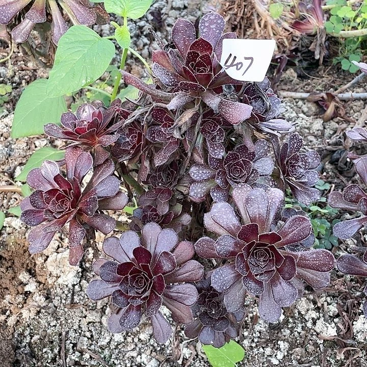 407法师植物黑豆