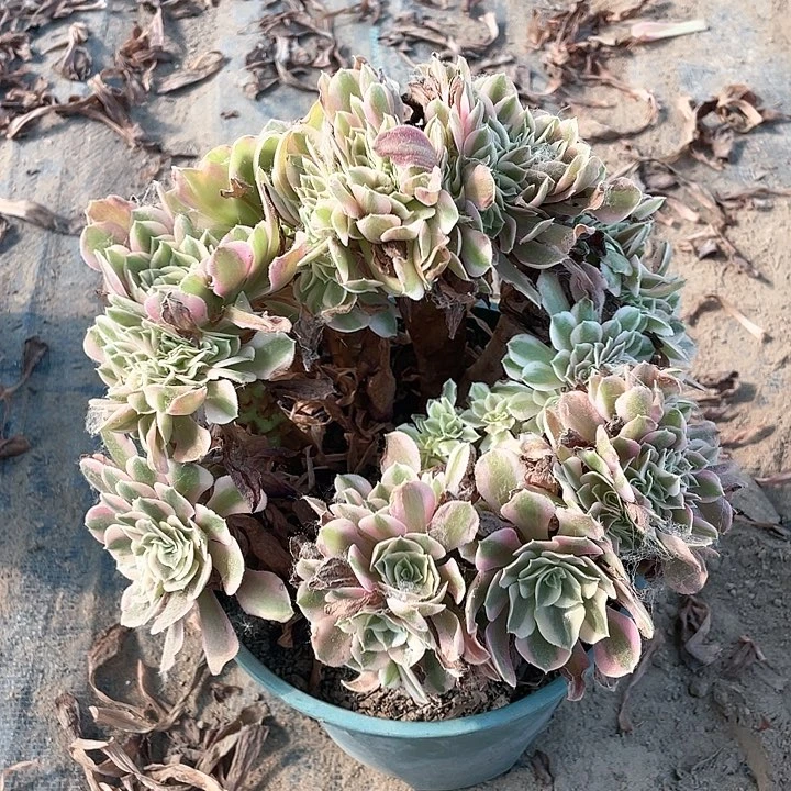 445法师植物缀化